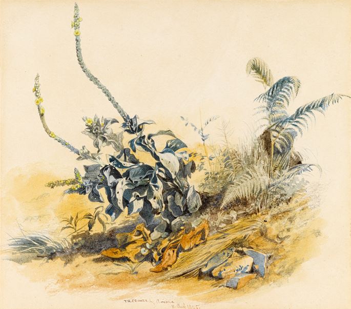 Thomas Hartley CROMEK - Study of Plants, Ariccia | MasterArt